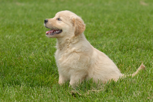 Pet Essentials: Everything You Need for a Happy, Healthy Pet
